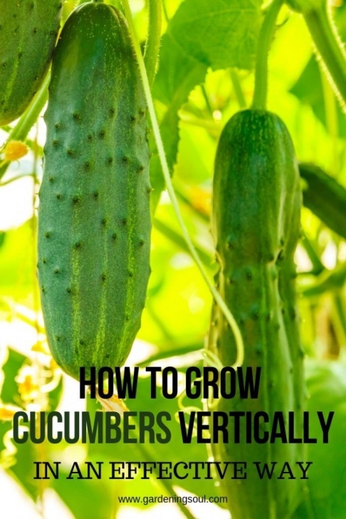 Best Way To Plant Cucumbers How To Grow Cucumbers Vertically In An Effective Way Photo 839