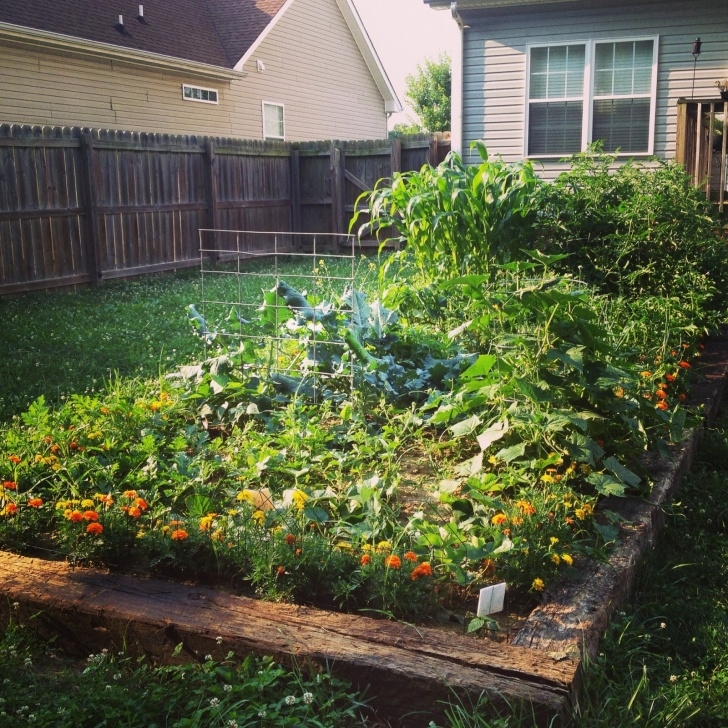 Best Way To Plant Cucumbers The Way I See It: Cool As A Cucumber - Week 7 Image 038