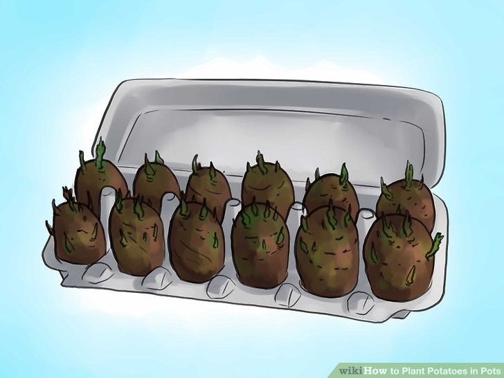Best Way To Plant Potatoes 4 Ways To Plant Potatoes In Pots - Wikihow Image 352