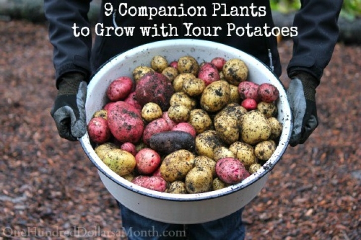 Best Way To Plant Potatoes 9 Companion Plants To Grow With Your Potatoes Photo 355