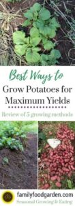Best Way To Plant Potatoes Best Ways To Grow Potatoes For More Yields | Home Photo 112