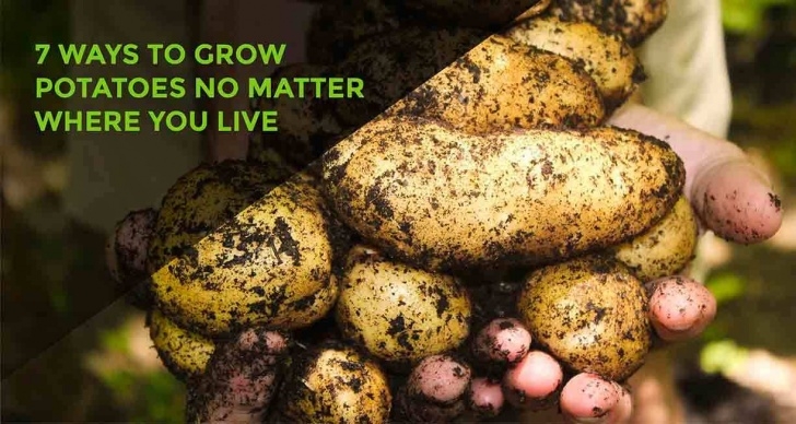 Best Way To Plant Potatoes Grow Potatoes In 7 Ways No Matter Where You Live Image 272