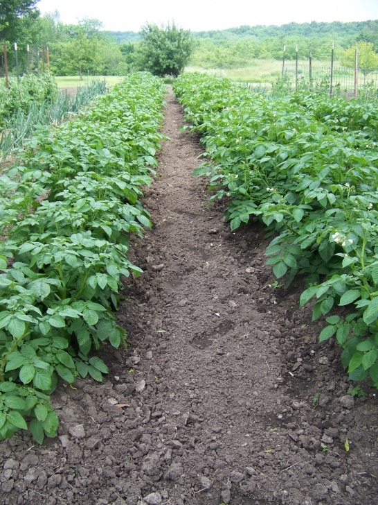 Best Way To Plant Potatoes Hickery Holler Farm: The Many Ways To Grow A Potato Photo 452
