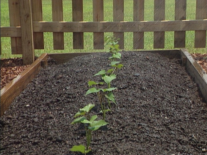 Best Way To Plant Potatoes How To Plant And Grow Sweet Potatoes | How-Tos | Diy Image 141