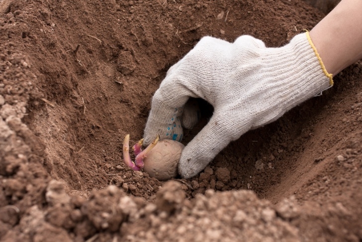 Best Way To Plant Potatoes How To Plant Potatoes - The English Garden Photo 372