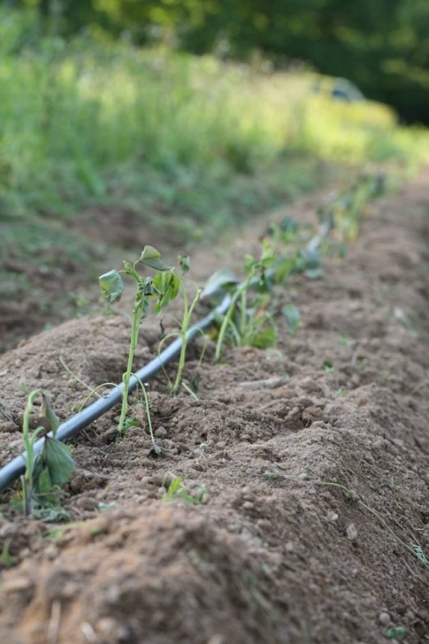 Best Way To Plant Potatoes How To Plant Sweet Potatoes - A Step-By-Step Guide | Lady Picture 886