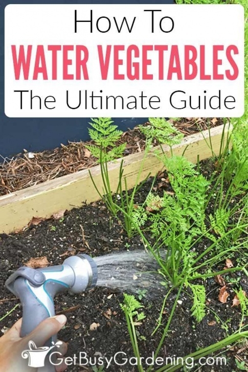 Best Way To Water Vegetable Garden How To Water A Vegetable Garden, The Right Way Picture 723