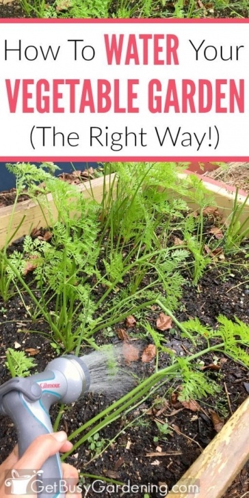 Best Way To Water Vegetable Garden How To Water A Vegetable Garden, The Right Way! (With Picture 234