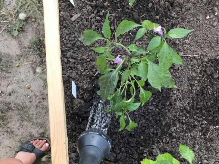 Best Way To Water Vegetable Garden How To Water Your Vegetable Garden The Right Way Photo 630