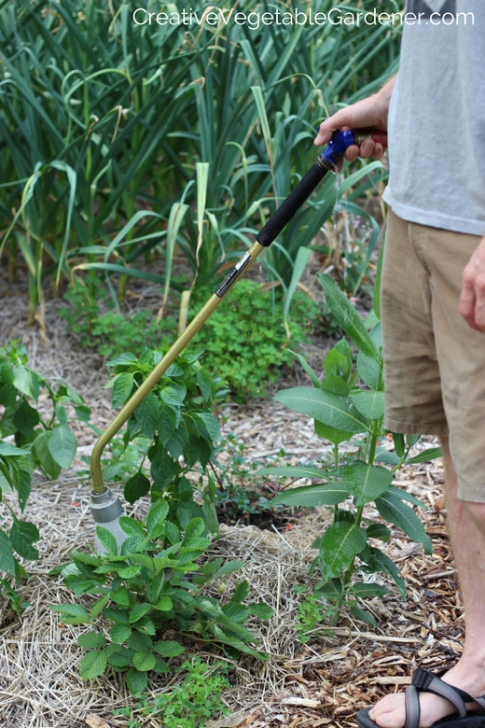 Best Way To Water Vegetable Garden Secrets To Watering Your Vegetable Garden The Right Way In Photo 916