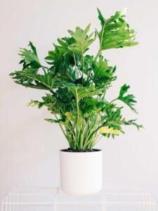 Big Low Light Plants Pin On Botany Photo 421