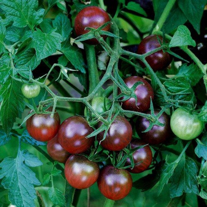 Black Cherry Tomato Plant *20* Black Pearl Tomato Seeds | Heirloom Tomato Seeds Photo 367