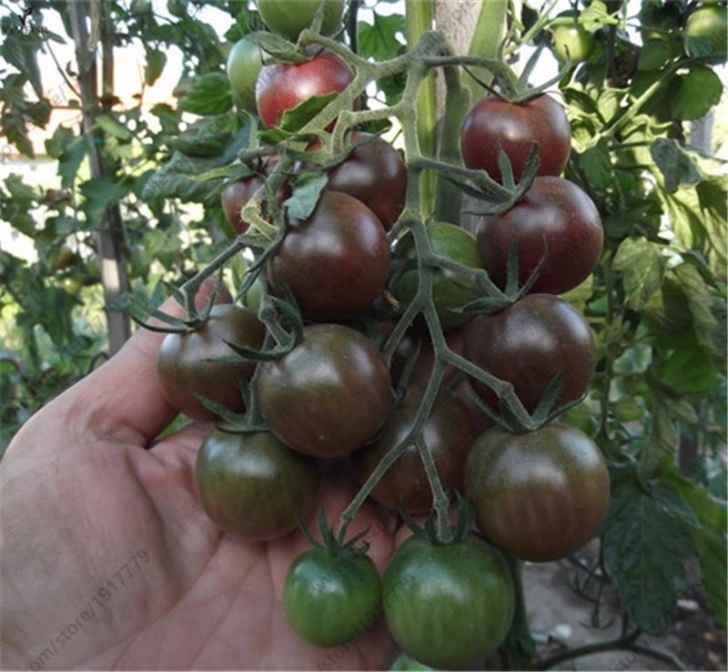 Black Cherry Tomato Plant 2018 /Bag Black Cherry Tomatoes Seed Balcony Organic Photo 362