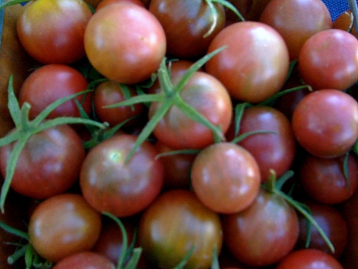 Black Cherry Tomato Plant Black Cherry Heirloom Tomato Sale Seeds Grown To Organic Picture 212