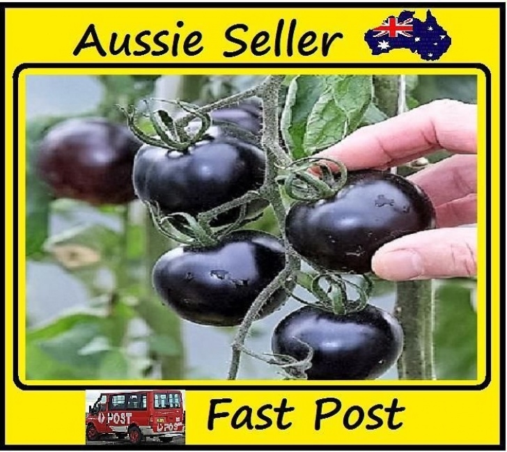 Black Cherry Tomato Plant Black Cherry Tomato Plant New!!! 100 Seed/Pack Color 4 Image 367