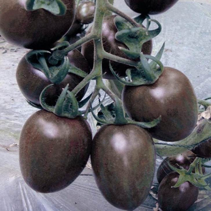 Black Cherry Tomato Plant Delicious Black Cherry Tomato Seeds Balcony Potted Plant Picture 007