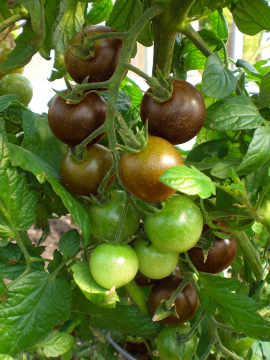 Black Cherry Tomato Plant Tomato, Black Cherry – Heirloom Image 266