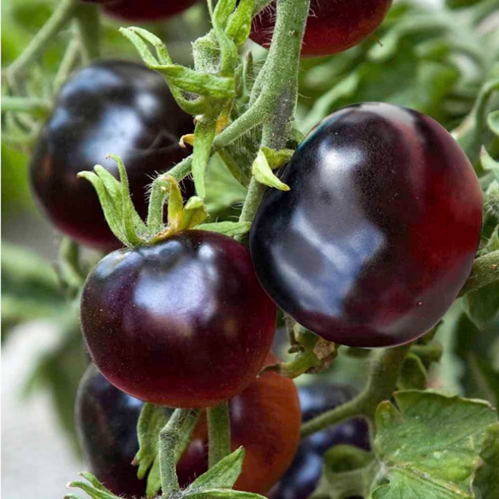 Black Cherry Tomato Plant Tomato Grafted Indigo Rose (3) - Tomato Plants - Vegetable Photo 451