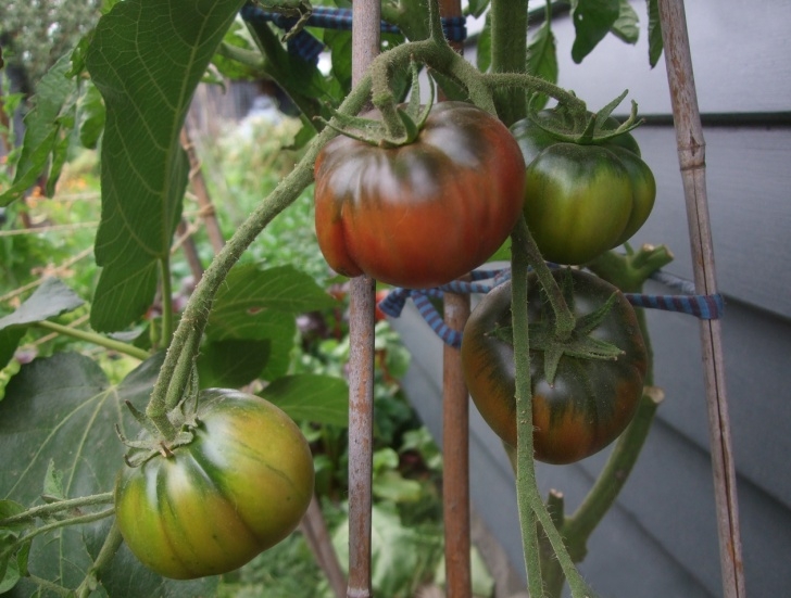 Black Krim Tomato Plant Big Bunny'S Black Krim Tomato (Indeterminate) | Felt Image 190
