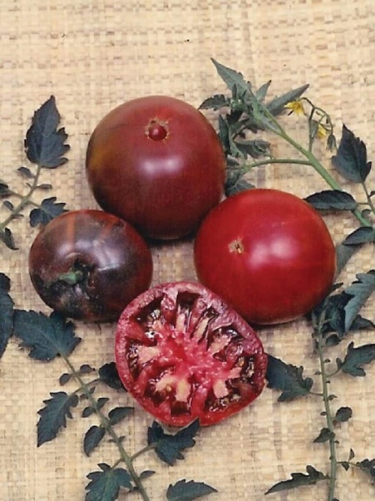 Black Krim Tomato Plant Black Krim Tomato Seeds - Seeds 'N Such Photo 905