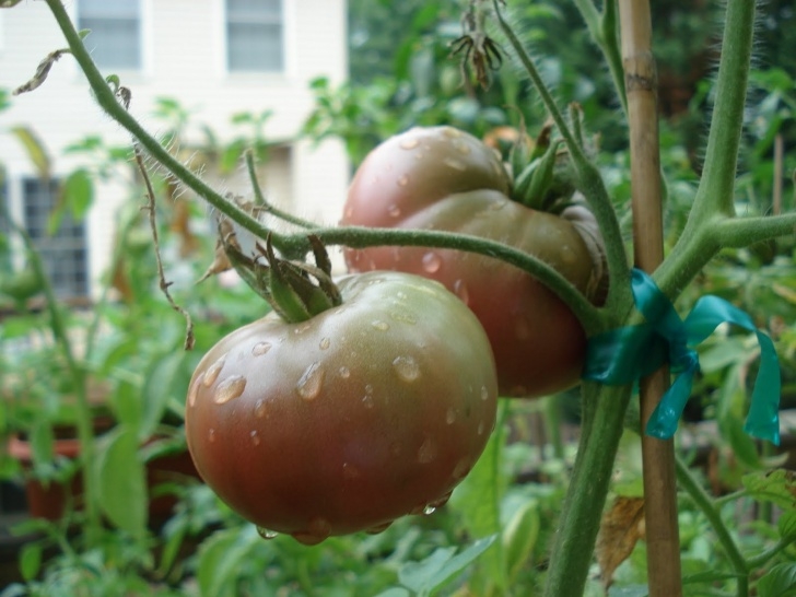 Black Krim Tomato Plant Bumble Lush Garden: Friday Focus: Black Krim Tomatoes Photo 627