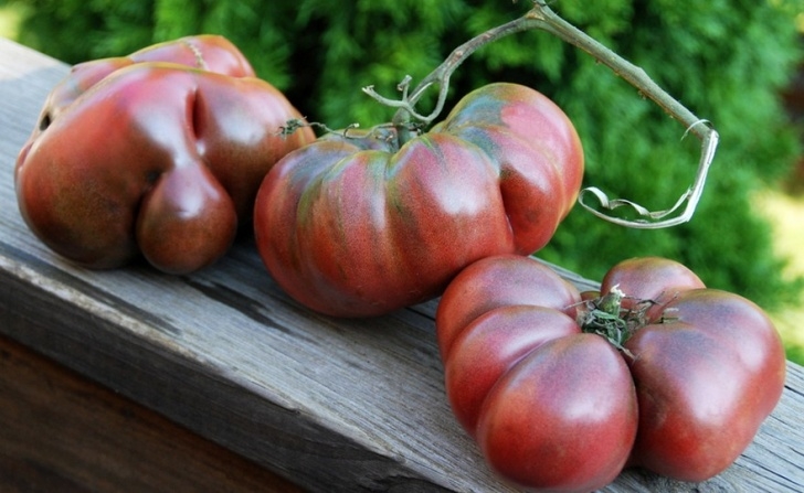 Black Krim Tomato Plant Shop Southern Giant Curled And Other Seeds At Harvesting Picture 885
