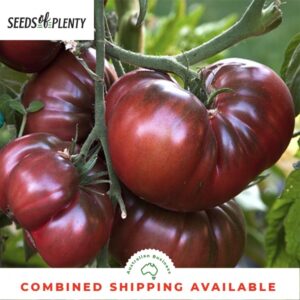 Black Krim Tomato Plant Tomato - Black Krim (80 Seeds) Bulk Heirloom Attractive Image 139