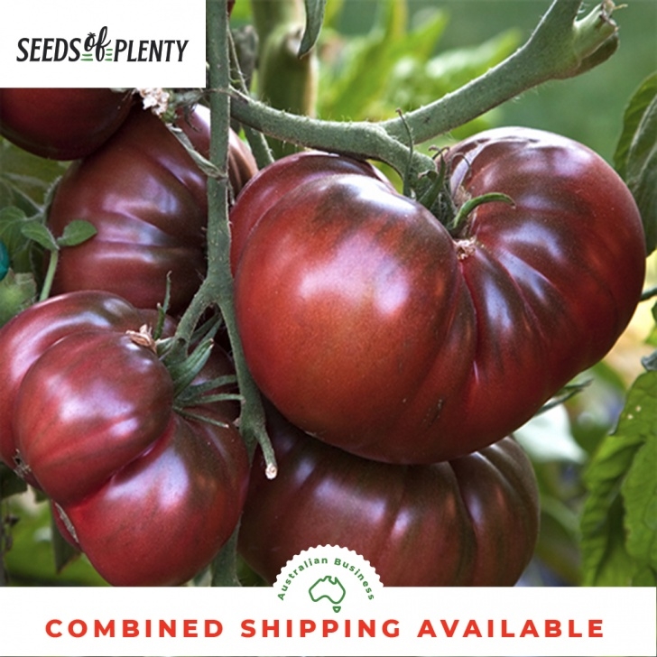 Black Krim Tomato Plant Tomato - Black Krim (80 Seeds) Bulk Heirloom Attractive Image 139