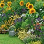 Blumengarten-Ideen Garden Borders Daffodils Photo 547