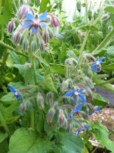 Borage Companion Planting Flowering Borage_ 2013 Montrose Garden. Borage Is A Freely Photo 247