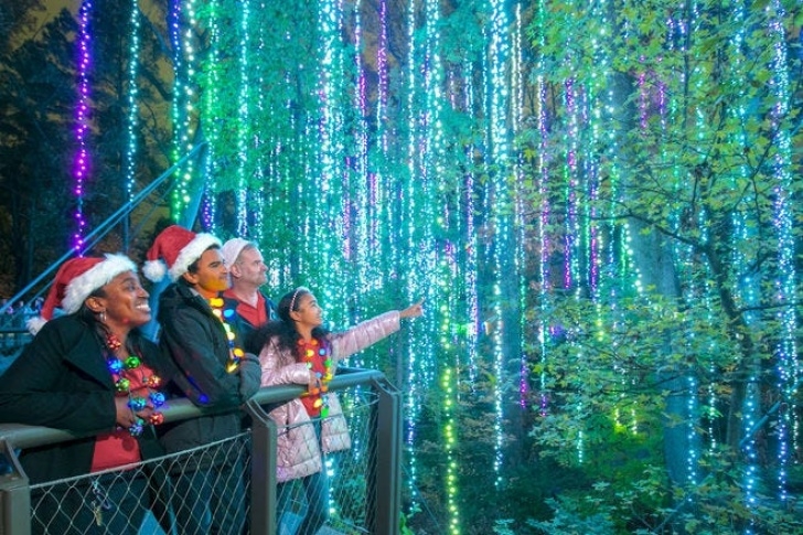 Botanical Garden Lights Vote- Best Botanical Garden Holiday Lights Nominees: 2019 Photo 249