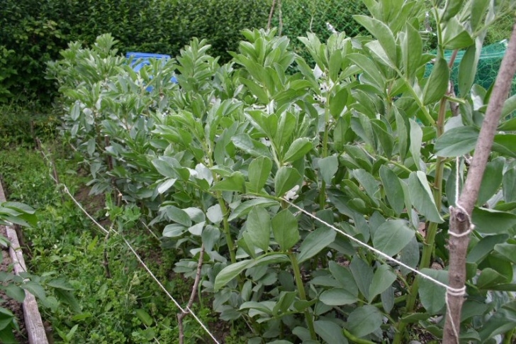 Broad Bean Plant A Plot Too Far?: First Produce From The Polytunnel! Photo 696
