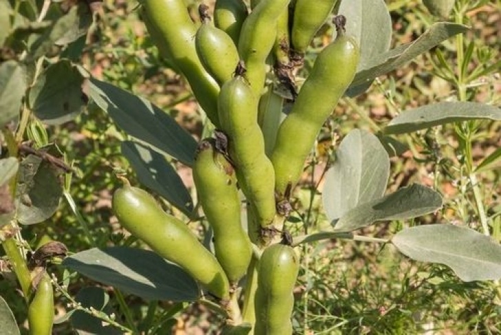 Broad Bean Plant Broad Bean Plants - Chepstow Garden Centre In Pwllmeyric Picture 799