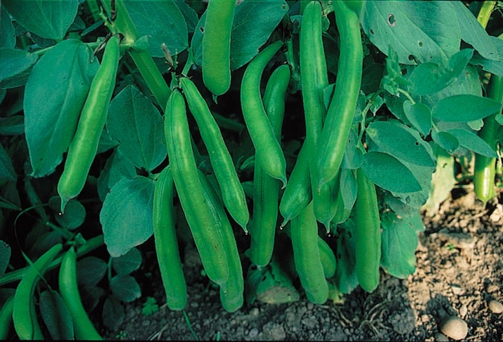 Broad Bean Plant Broad Bean Plants - Witkiem - Pack 6 - Bosworths Online Shop Photo 972