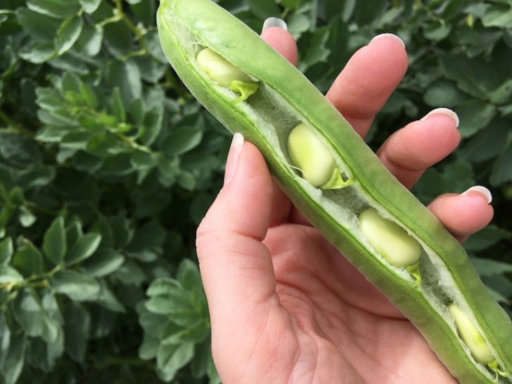 Broad Bean Plant How To Grow Broad Beans | Thompson & Morgan Photo 382