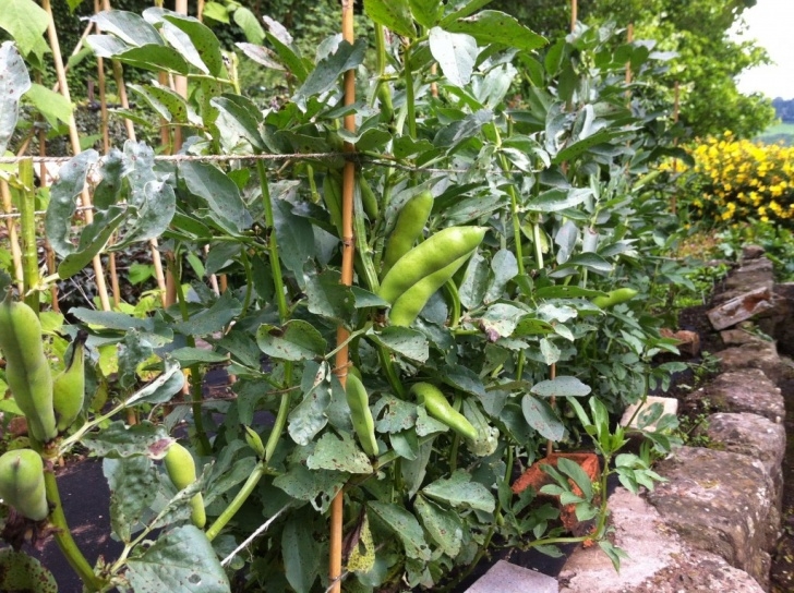 Broad Bean Plant Syrian Vegetable Harvest | Vegging Out With Adam Photo 533