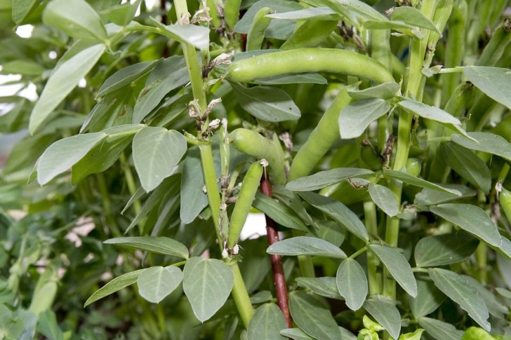 Broad Bean Plant Veg Spotter Guide 1: Legumes And Brassicas / Rhs Campaign Picture 605