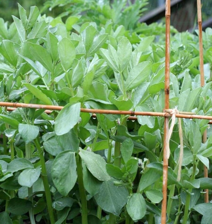 Broad Bean Plant Windsor Broad Bean Seeds Picture 817