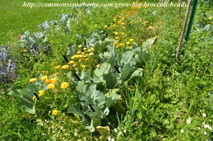 Broccoli Companion Plants 5 Tips To Grow Big Broccoli Heads | Broccoli, Garden Photo 662