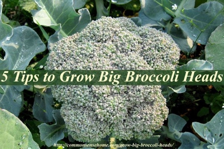 Broccoli Companion Plants 5 Tips To Grow Big Broccoli Heads, Plus General Broccoli Photo 665