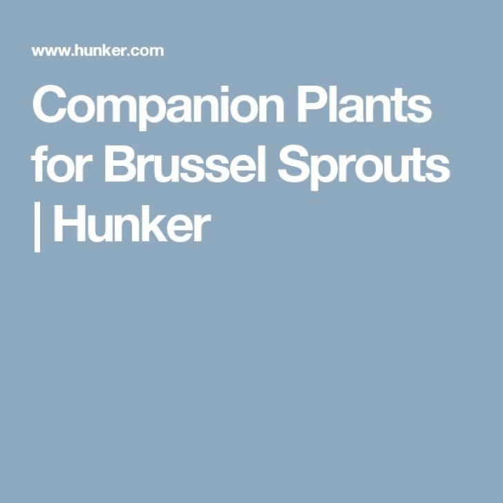 Broccoli Companion Plants Companion Plants For Brussel Sprouts | Companion Planting Image 309