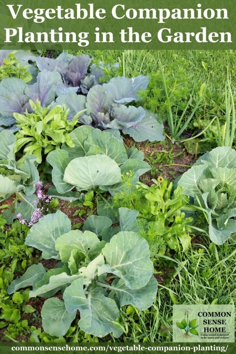 Broccoli Companion Plants Vegetable Companion Planting In The Garden Photo 039