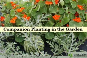 Broccoli Companion Plants Vegetable Companion Planting In The Garden Photo 144