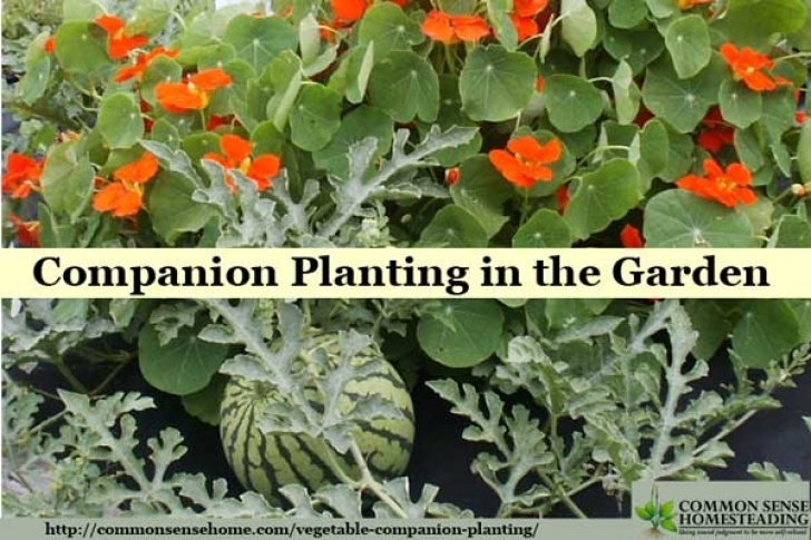 Broccoli Companion Plants Vegetable Companion Planting In The Garden Photo 144