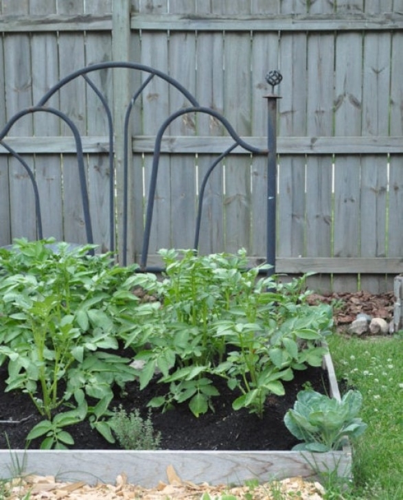Broccoli Companion Plants What Is Companion Planting? - Jennifer Rizzo Photo 705