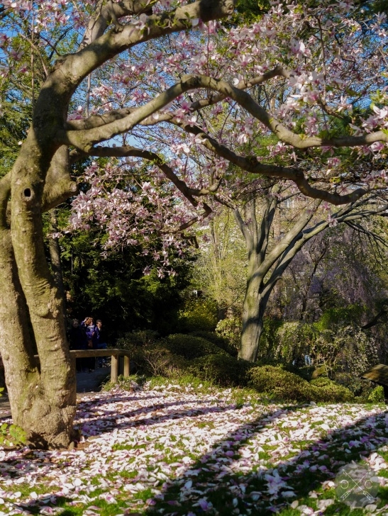 Brooklyn Botanic Garden Travel // Brooklyn Botanic Garden | Cultural Chromatics Image 805