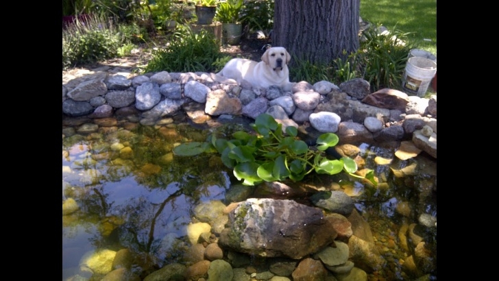 Building A Backyard Pond Building A Backyard Koi Pond By Hand - Youtube Image 401