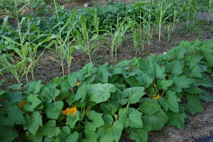 Bush Bean Companion Plants Black Beans Image 945