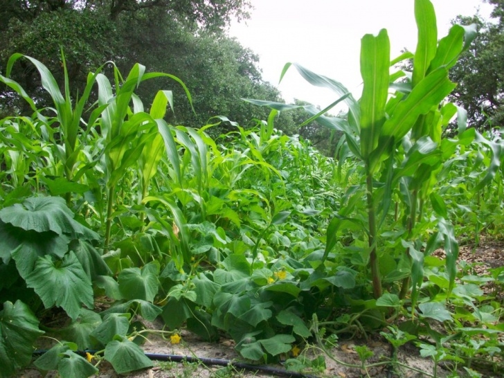 Bush Bean Companion Plants Companion Planting - The Three Sisters | Real Self-Sufficiency Image 405