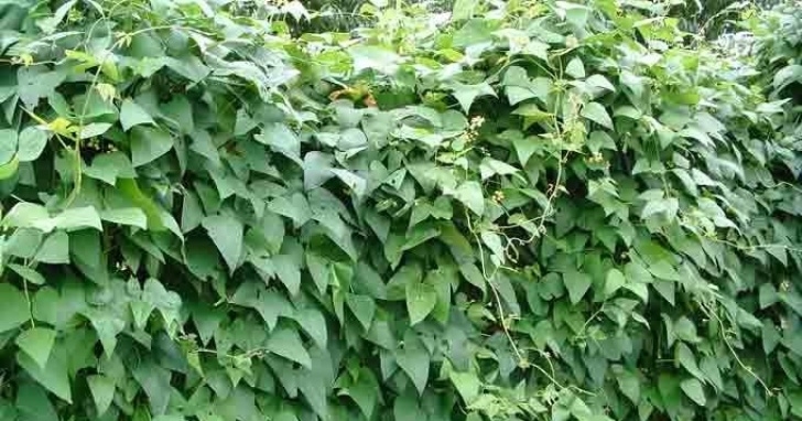 Bush Bean Companion Plants Desert Organic Farming: Pole Beans: Companion Plants And Picture 617